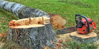 Best Stump Grinding and Removal  in Roseland, FL